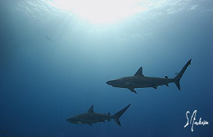 This image reminds me of an air squadron. This image was ... by Steven Anderson 